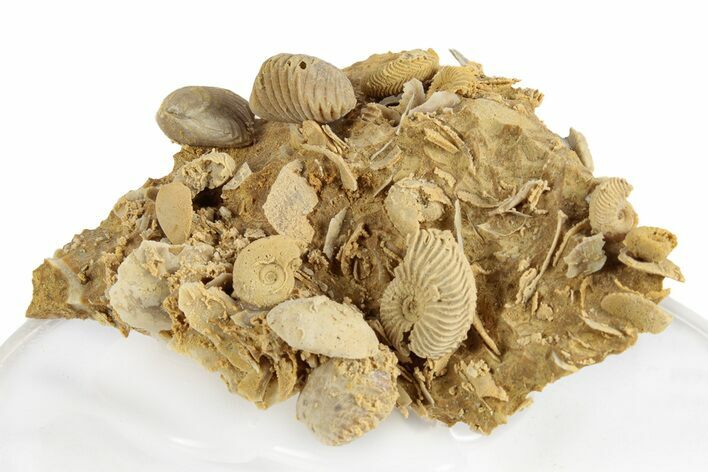 Miniature Fossil Cluster (Ammonites, Brachiopods) - France #248420